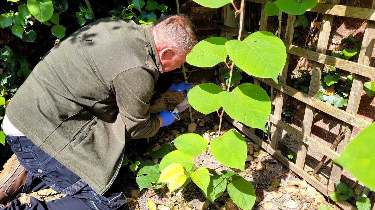 20230608_105841 Japanese Knotweed