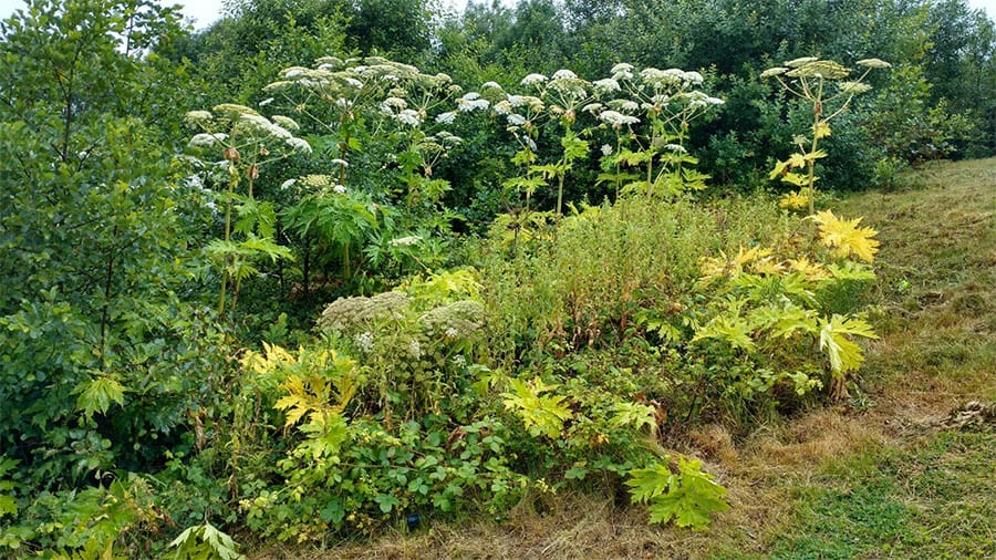 Control of giant hogweed in a public park
