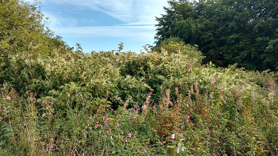Clearing Japanese knotweed from farm land