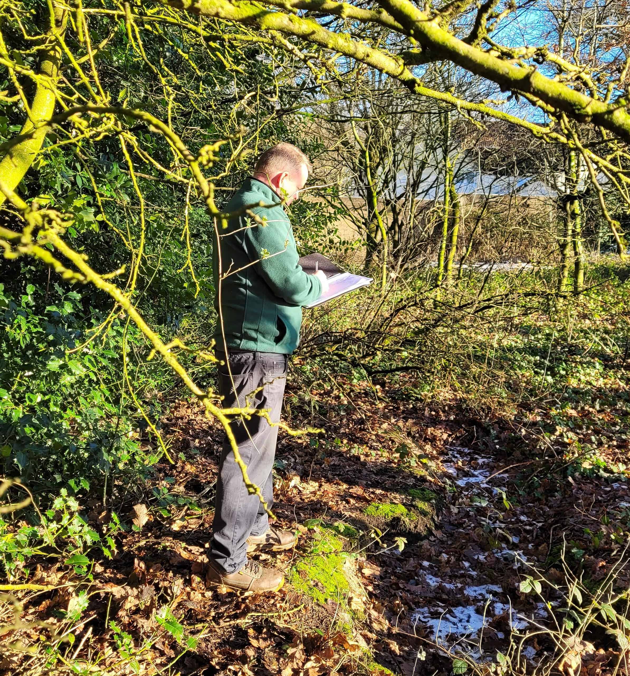 Will a homebuyer’s survey pick up Japanese knotweed? 2024 Japanese