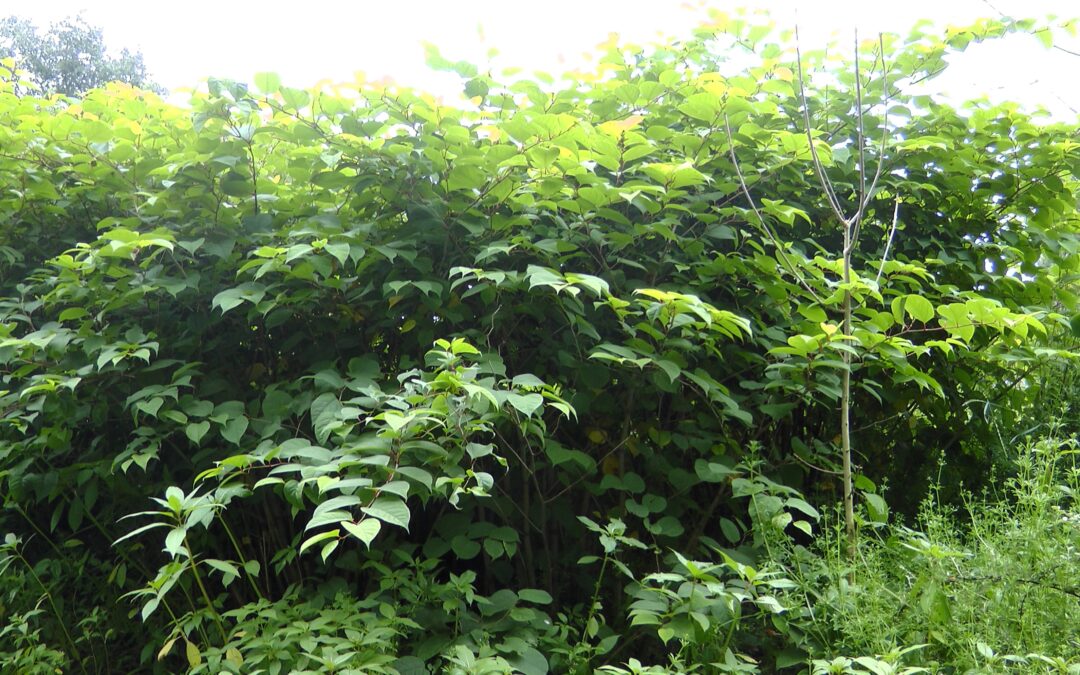 Photo shows a large green stand of Japanese knotweed