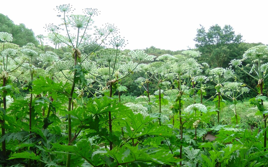why is giant hogweed dangerous ?