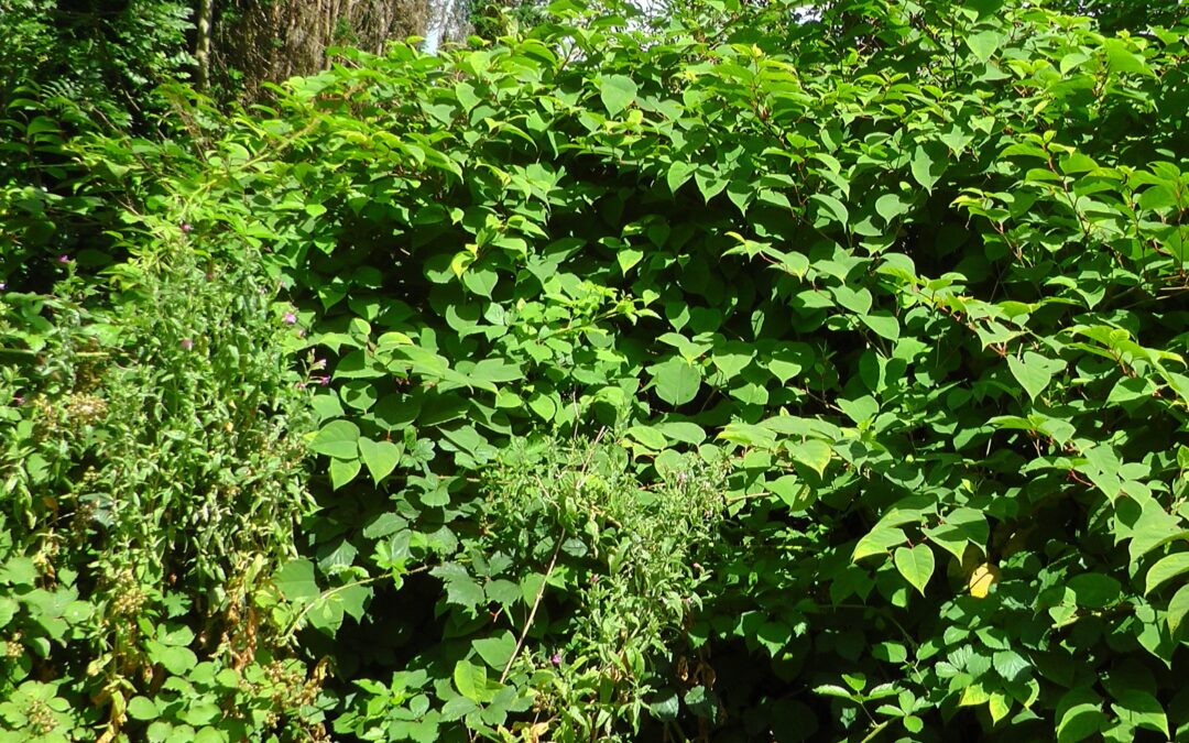 What are the benefits of Japanese knotweed?