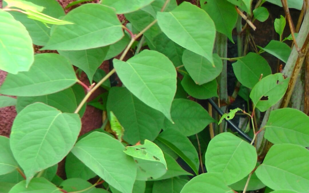 Photo shows a Japanese knotweed plant that has been cut back. Does cutting back knotweed stimulate growth