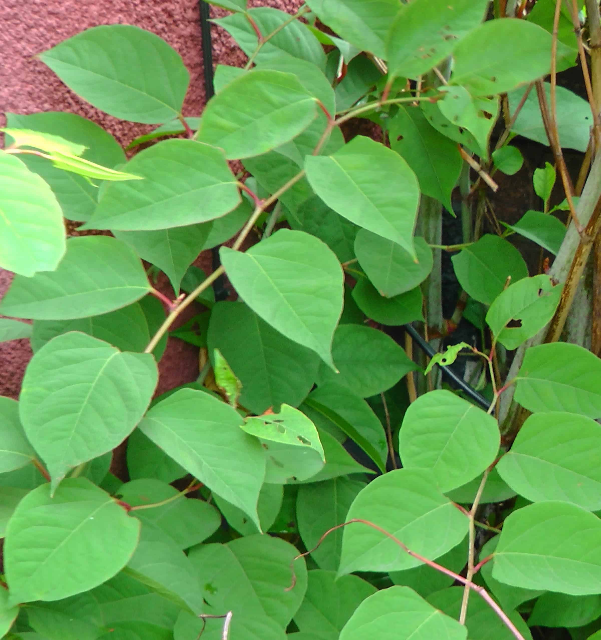What is the 7 Metre rule for Japanese knotweed ? 2025 - Japanese ...