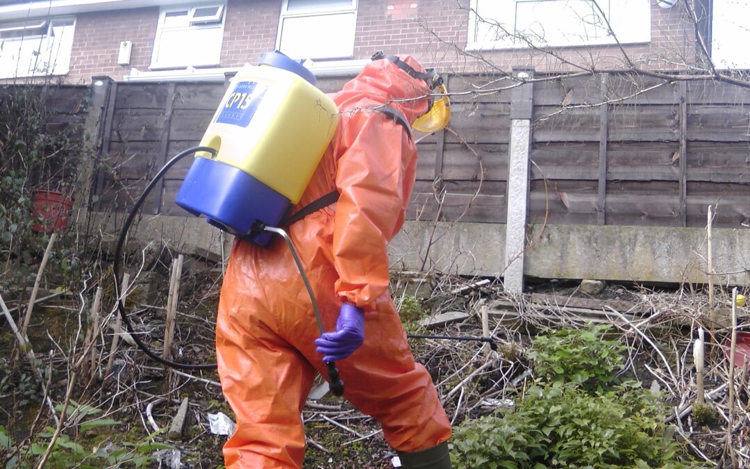 man in full PPE spraying Japanese knotweed