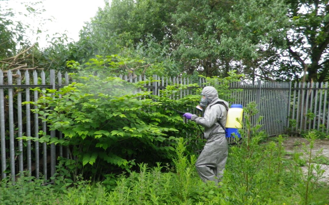 Can you get rid of Japanese knotweed ?