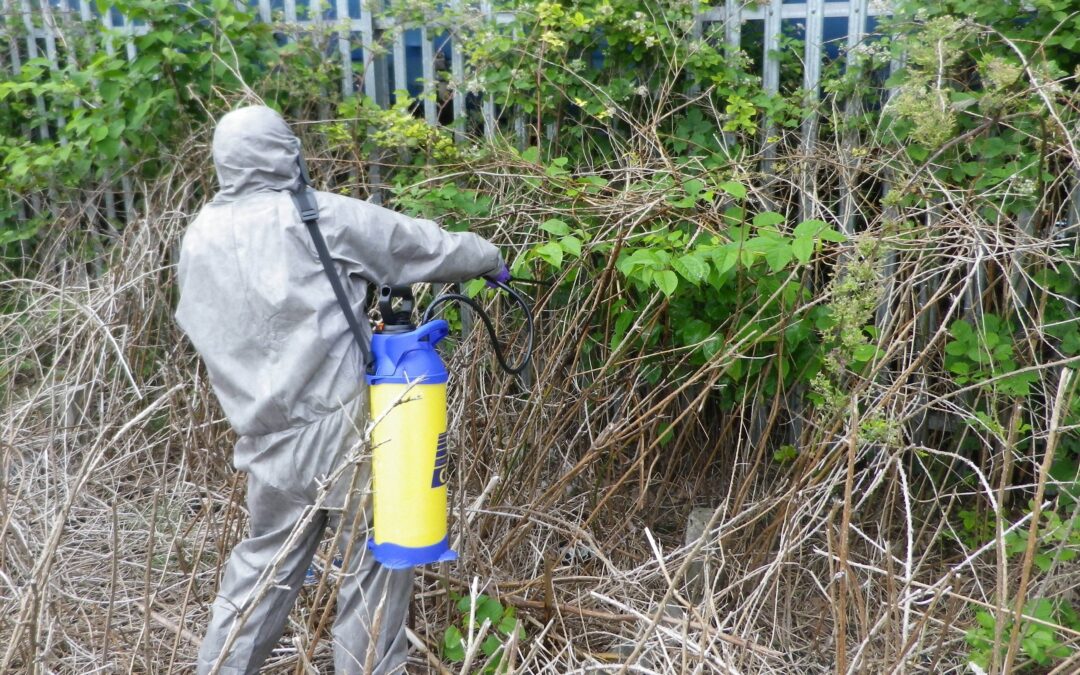 Why is Japanese knotweed such a problem?