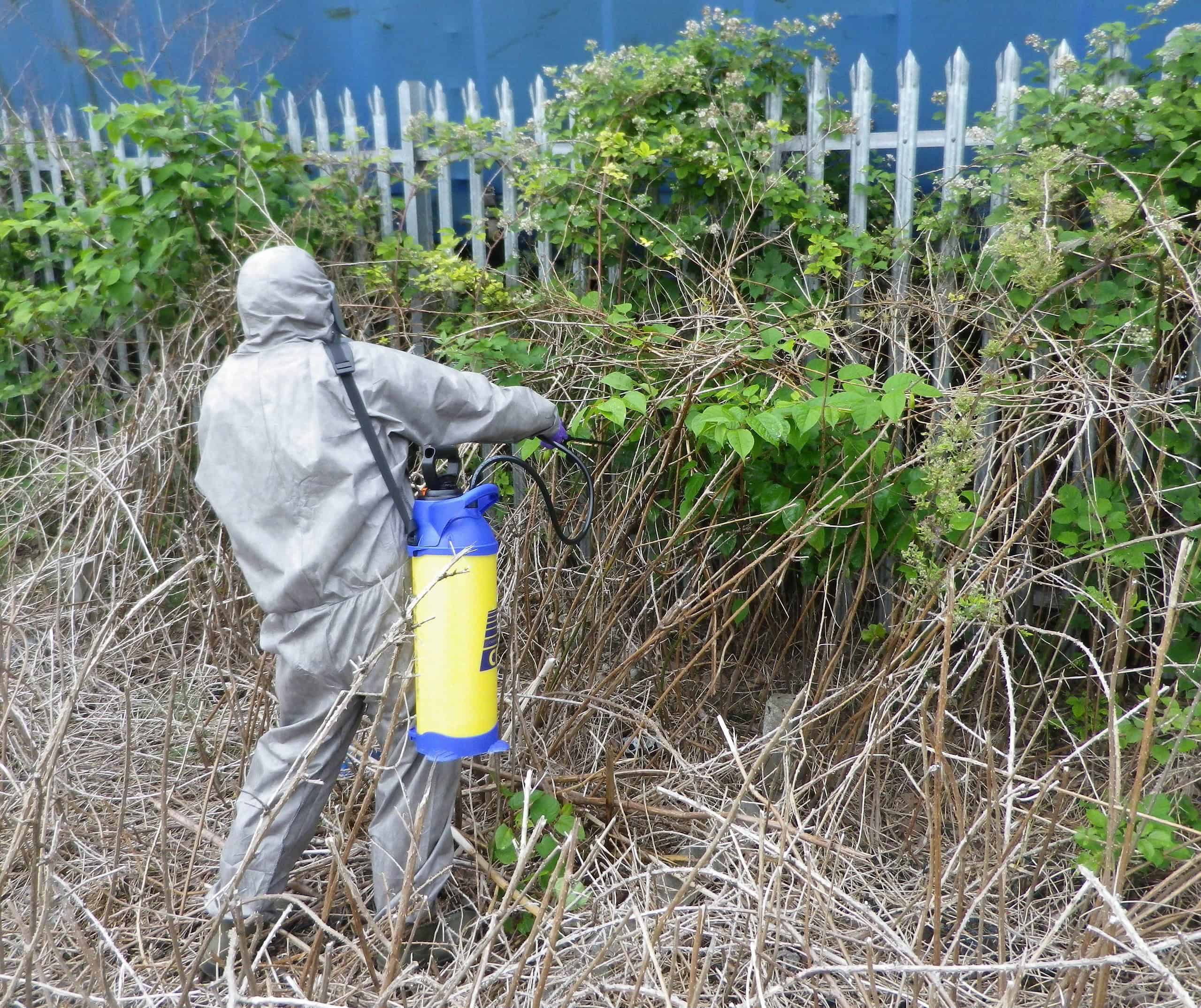Why is Japanese knotweed such a problem? 2024 Japanese Knotweed Plus