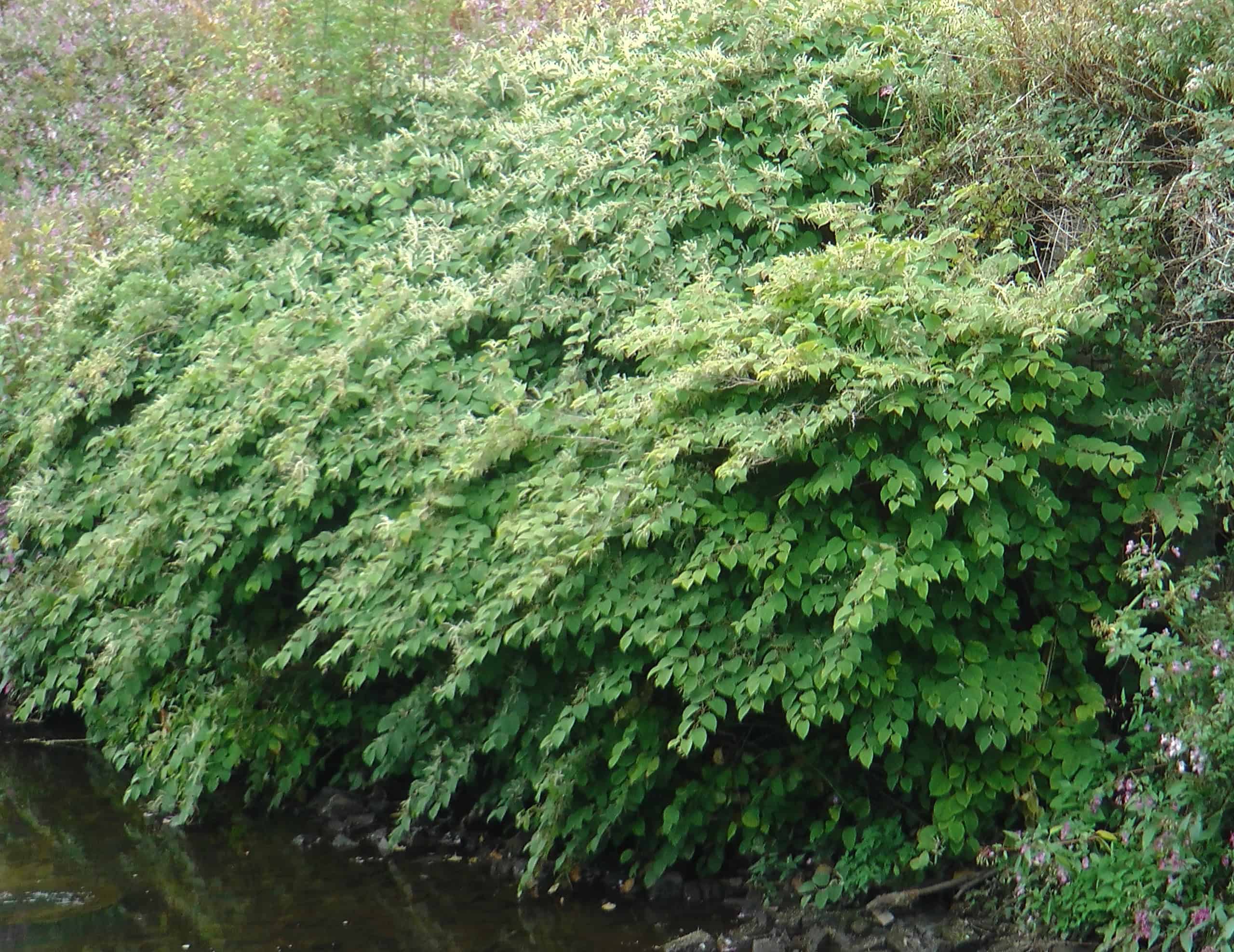 Japanese knotweed Management Plan 2024 Japanese Knotweed Plus