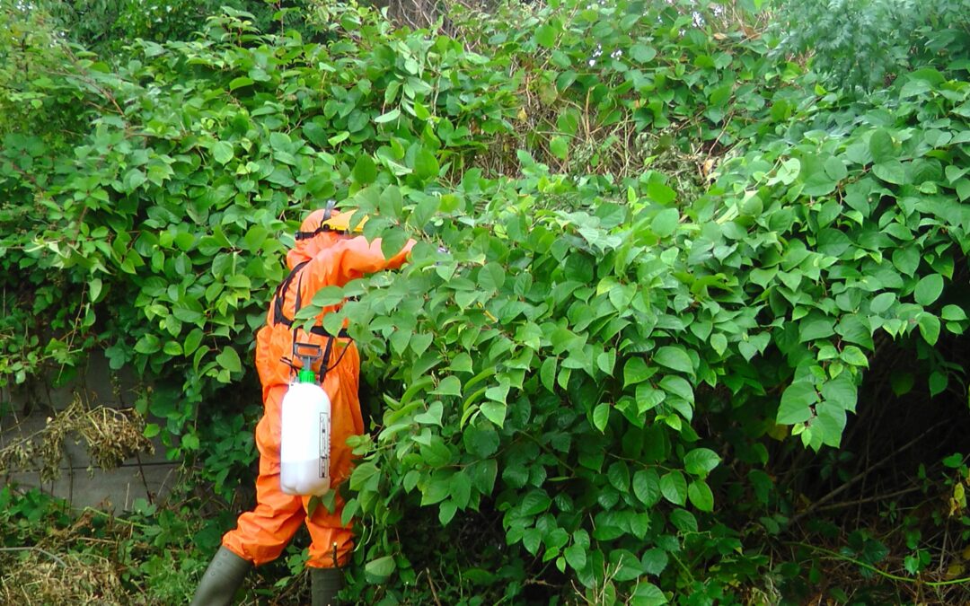 Photo shows a man surveying for Japanese knotweed