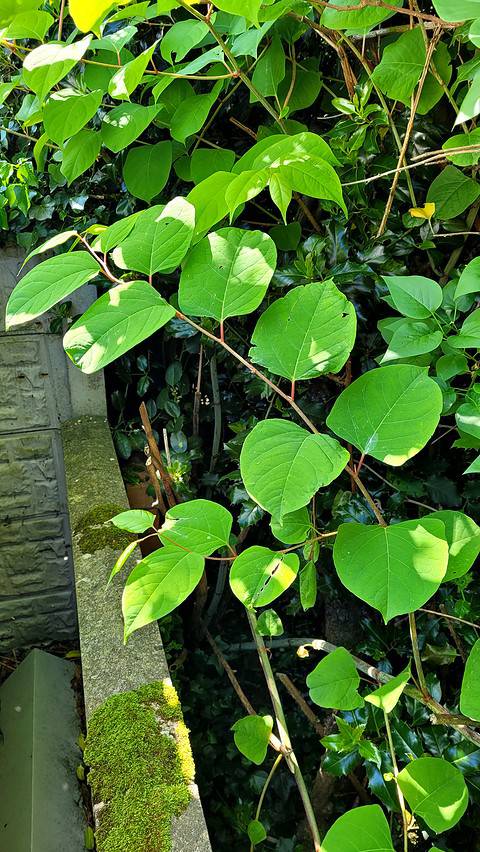 How to Identify Japanese Knotweed in Your Garden: A Complete Guide 2025 ...