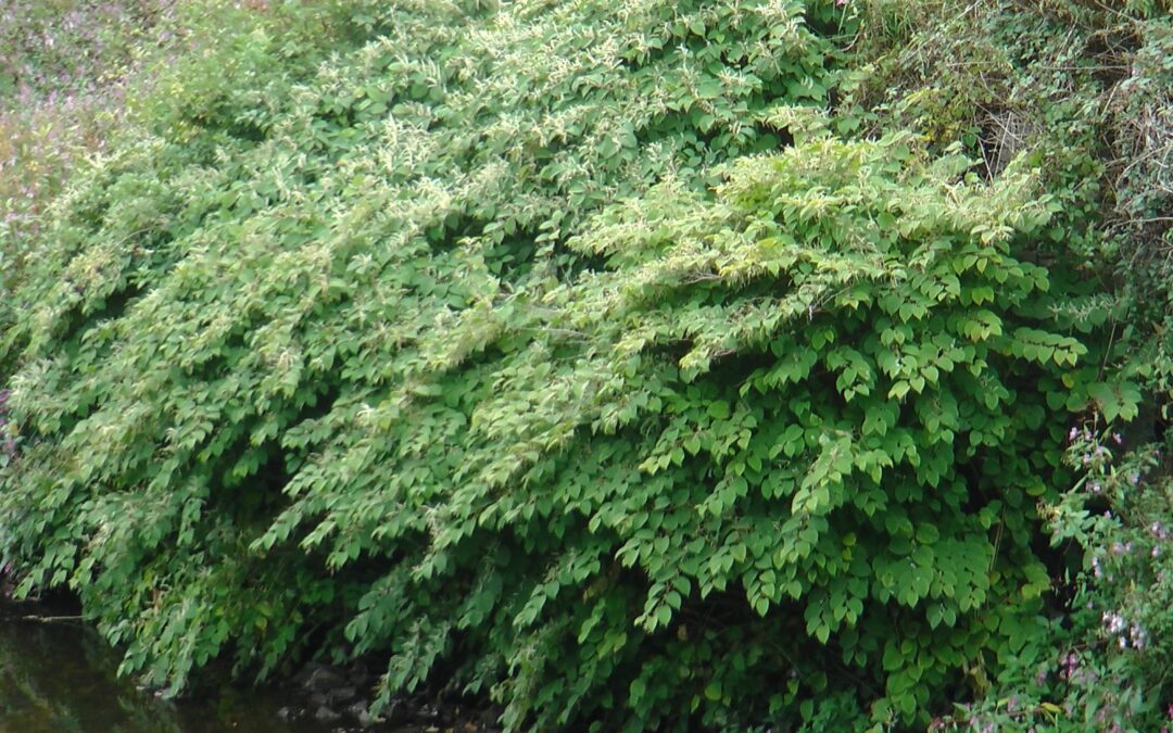 The Benefits of Japanese Knotweed for Medicine and Agriculture