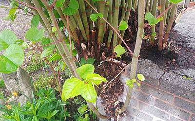 Guidance for Japanese knotweed