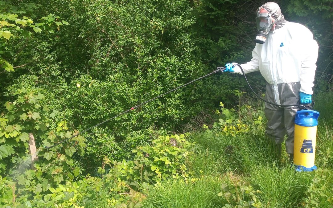 The Connection Between Japanese Knotweed and Climate Change: Understanding the Impact