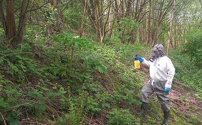 What should you not do with knotweed?