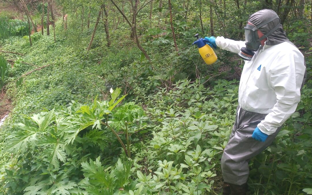 The Impact of Giant Hogweed on Local Ecosystems