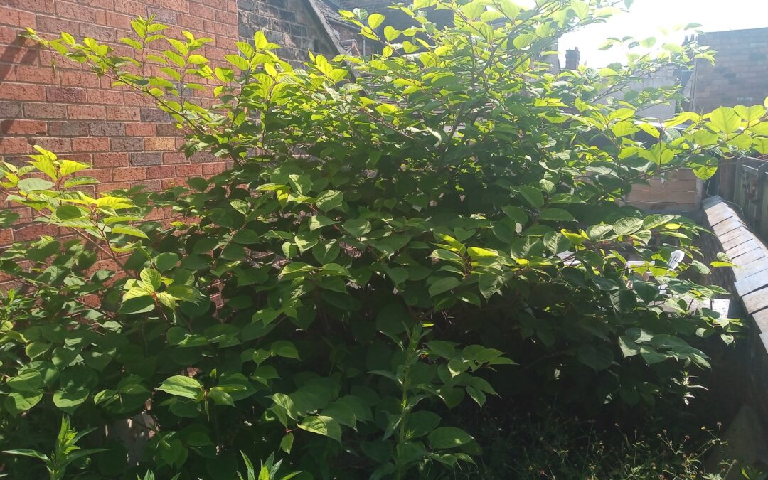 Photo of Japanese knotweed showing the The Pros and Cons of DIY Japanese Knotweed Removal