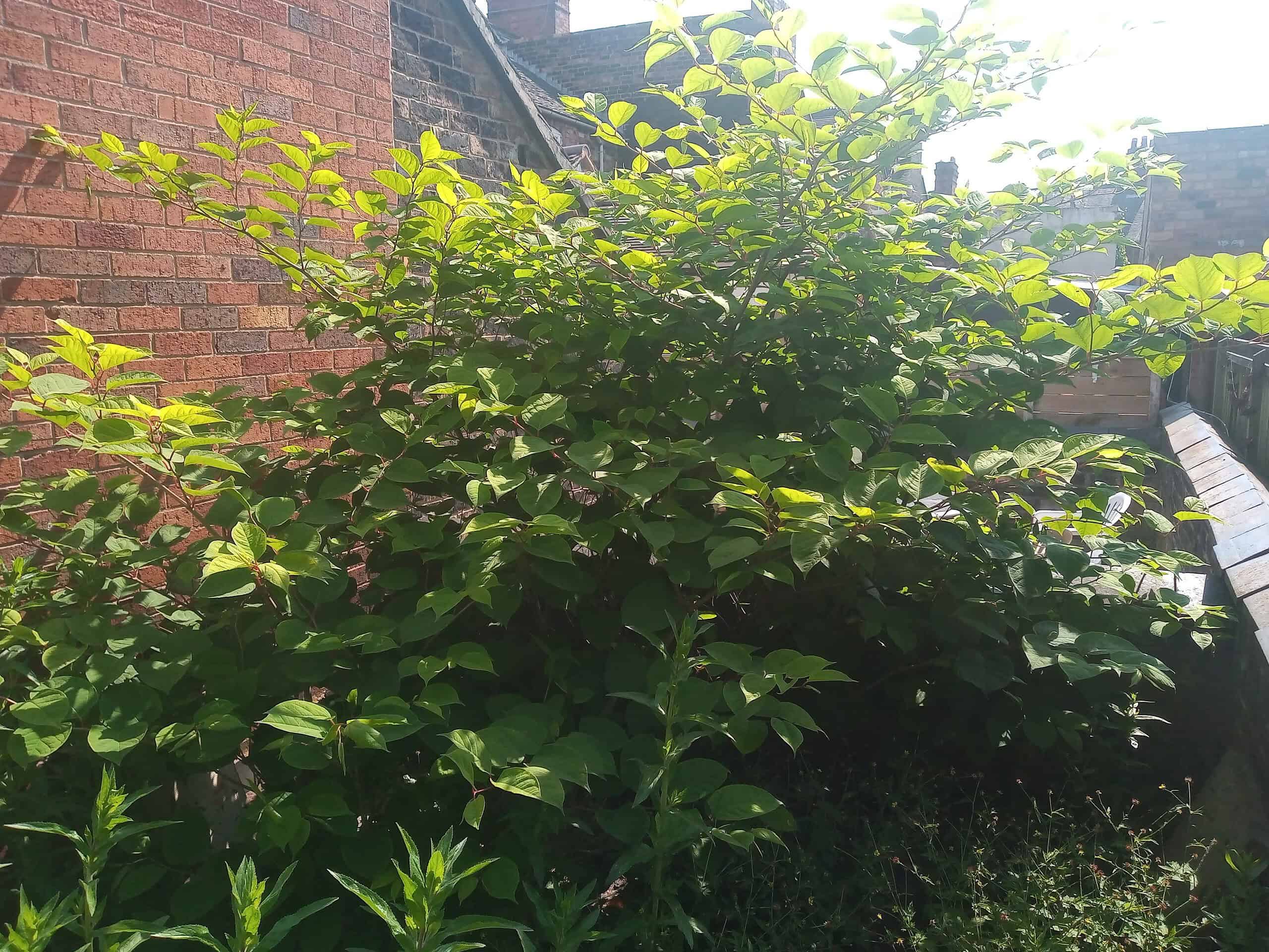 The Pros and Cons of DIY Japanese Knotweed Removal 2025 - Japanese ...