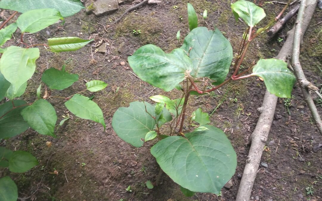 The Importance of Japanese Knotweed in Restoration Ecology and Reforestation