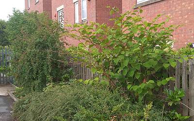 Japanese Knotweed Law