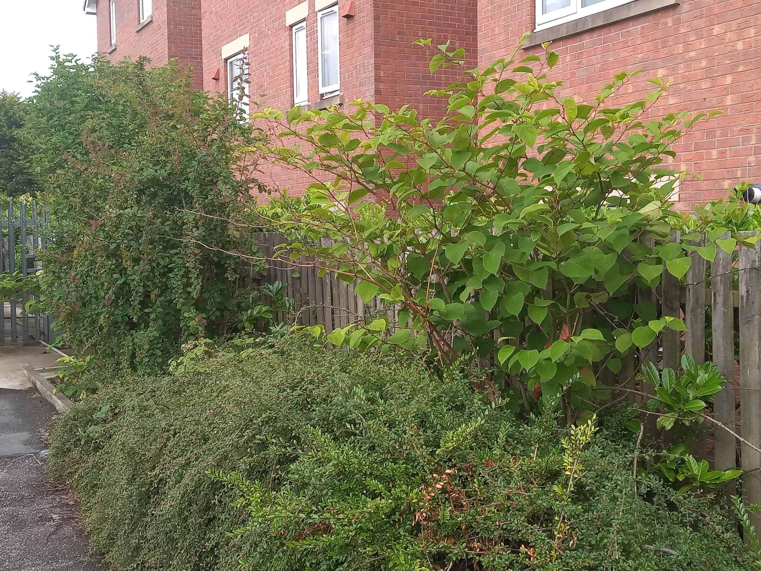 Japanese Knotweed Law 2024 Japanese Knotweed Plus