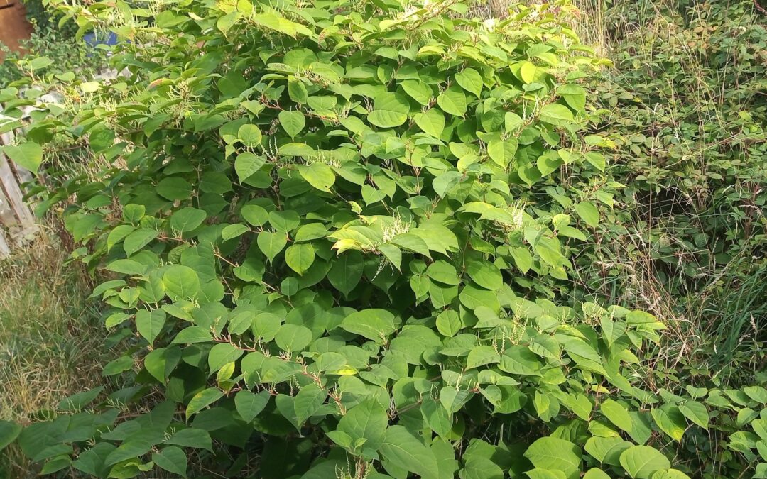 How do I dispose of Japanese knotweed