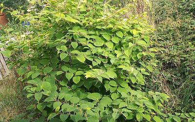 How do I dispose of Japanese knotweed