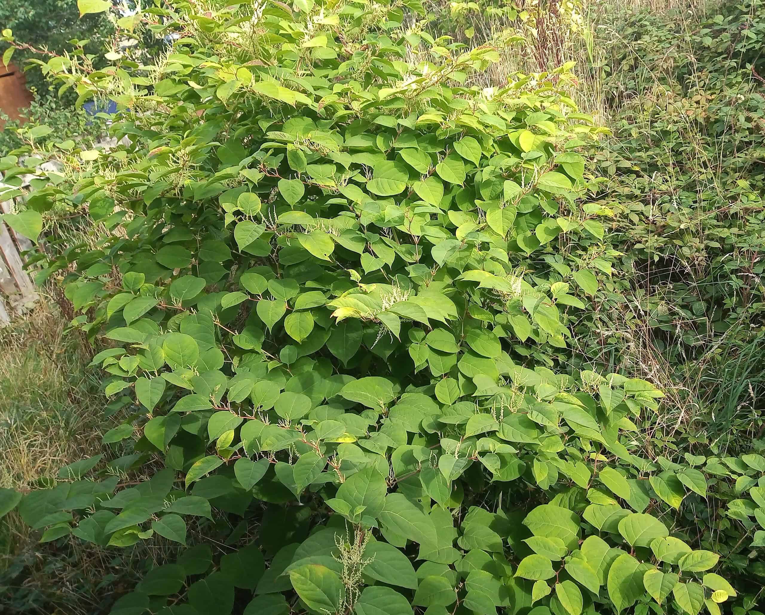 How do I dispose of Japanese knotweed 2024 Japanese Knotweed Plus