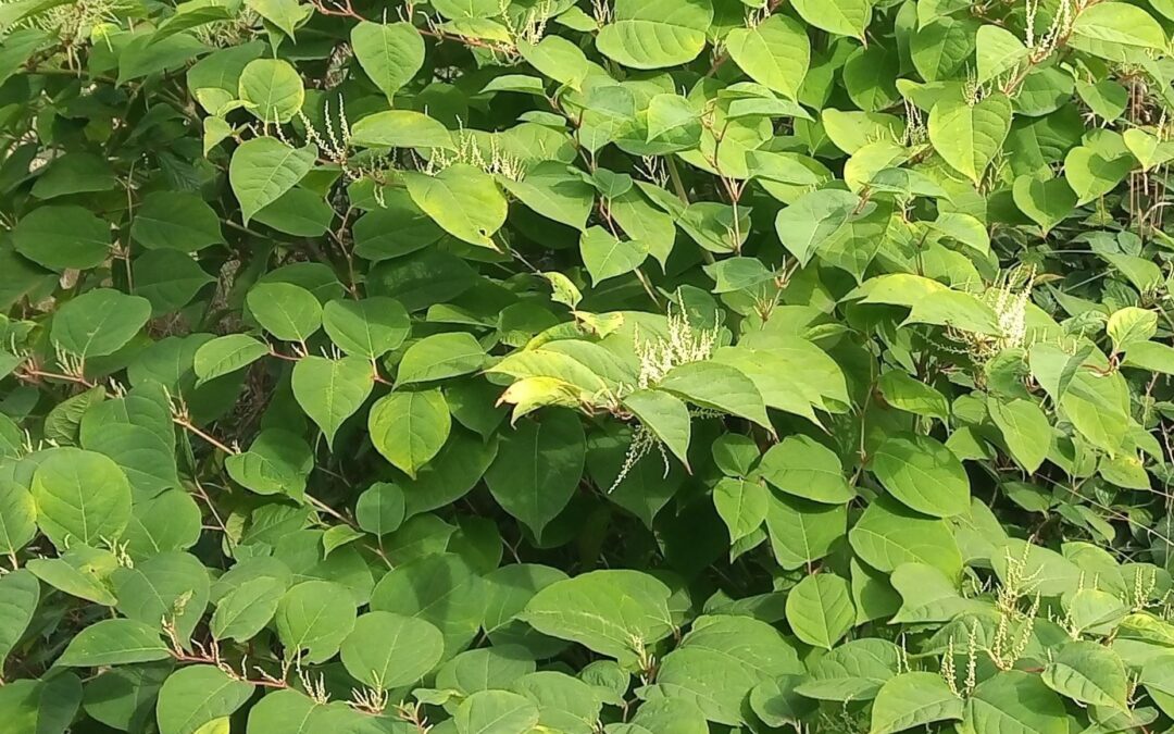 The Role of Japanese Knotweed in Biodiversity Conservation and Habitat Restoration