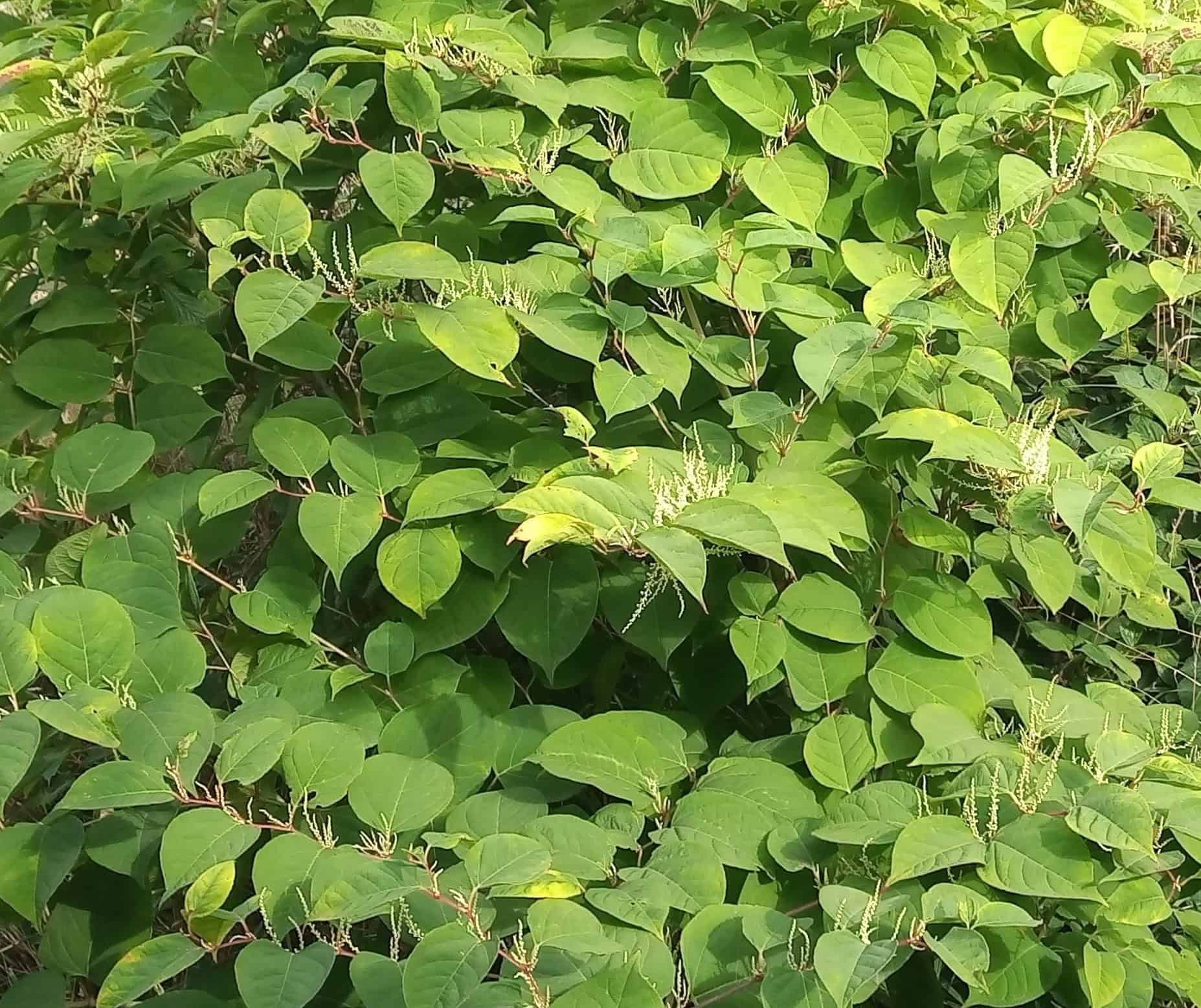 The Role of Japanese Knotweed in Biodiversity Conservation and Habitat ...