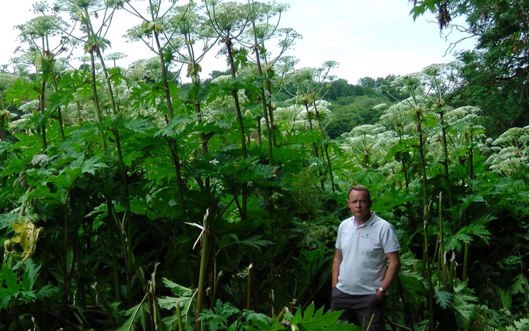 Giant Hogweed Myths vs. Reality: Separating Fact from Fiction