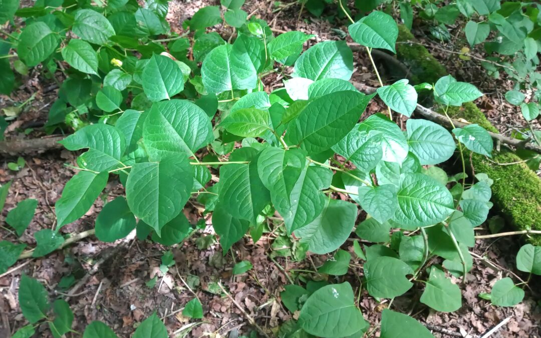 The Relationship Between Japanese Knotweed and Other Invasive Species