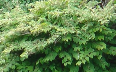 What eats Japanese knotweed?