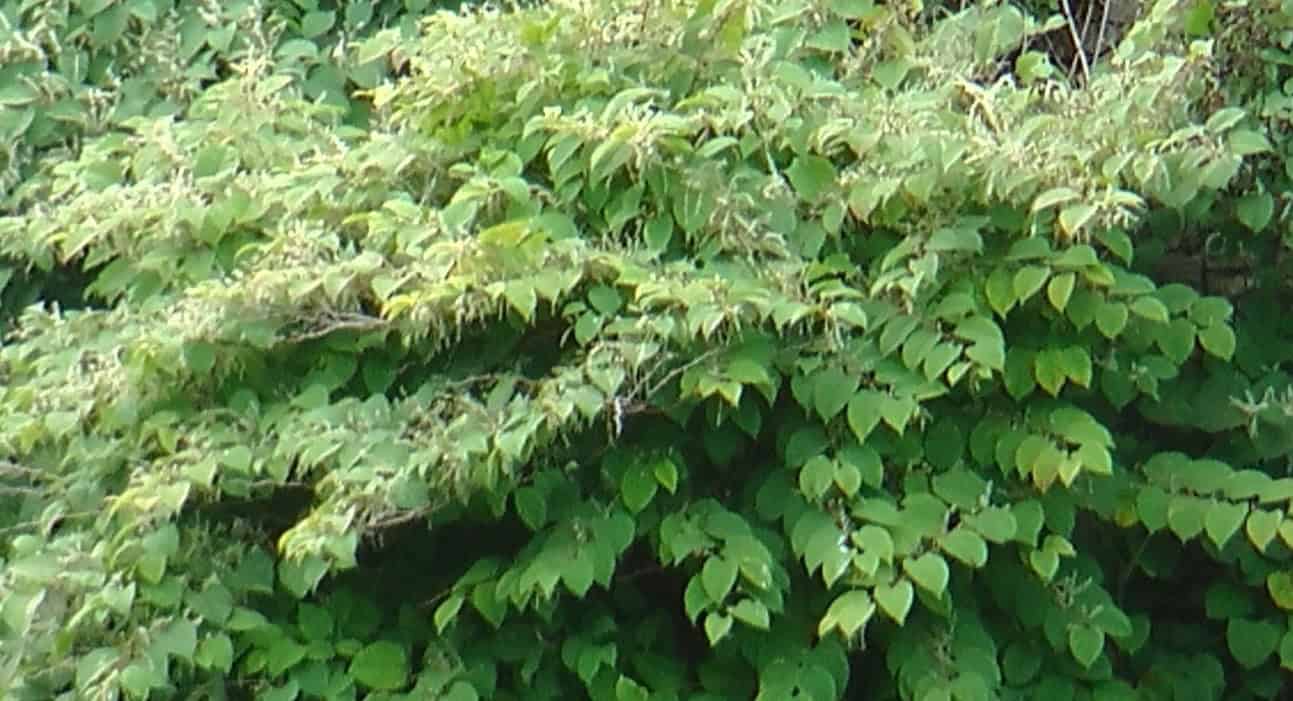 The Importance of Incorporating Japanese Knotweed into Your Healthy