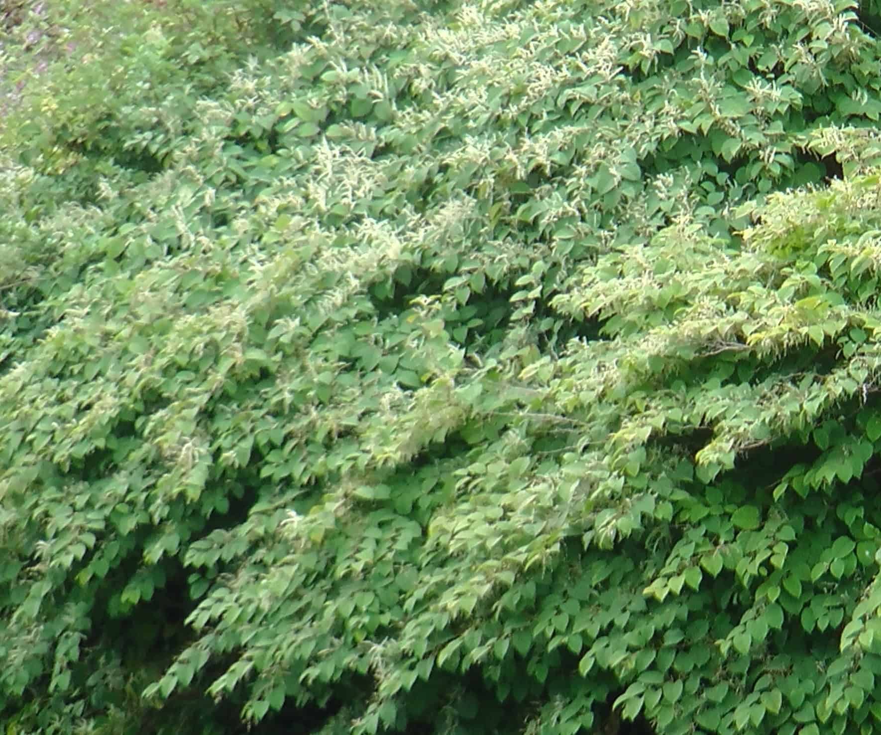 The Future of Japanese Knotweed: Research and Development for ...