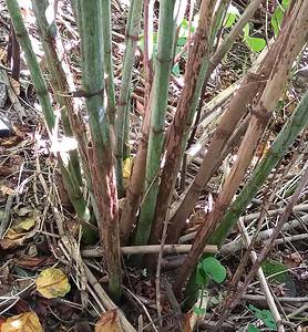 How to Identify Japanese Knotweed in Your Garden: A Complete Guide ...