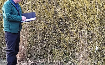 The Most Effective Ways to Manage Japanese Knotweed on Your Property