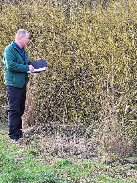 The Most Effective Ways to Manage Japanese Knotweed on Your Property ...