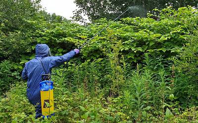 Can you burn Japanese knotweed legally