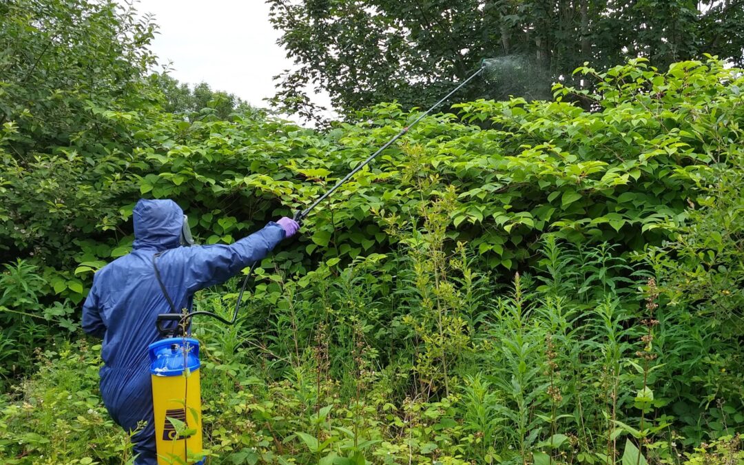 A man in full PPE spraying Japanese Knotweed