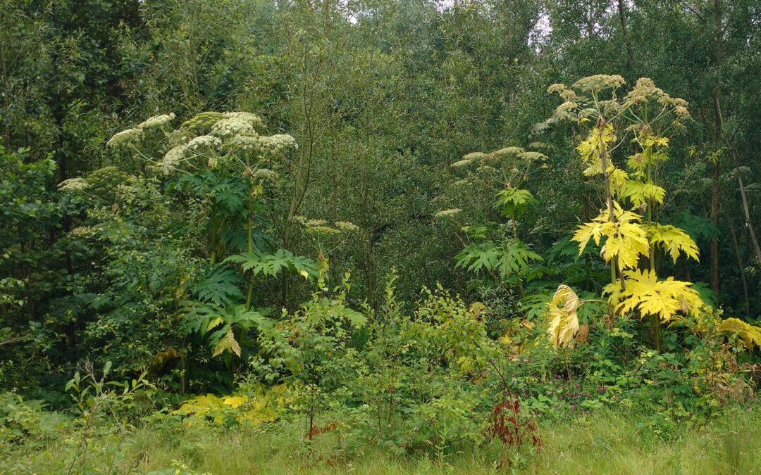 The Dangers of Giant Hogweed: What You Need to Know