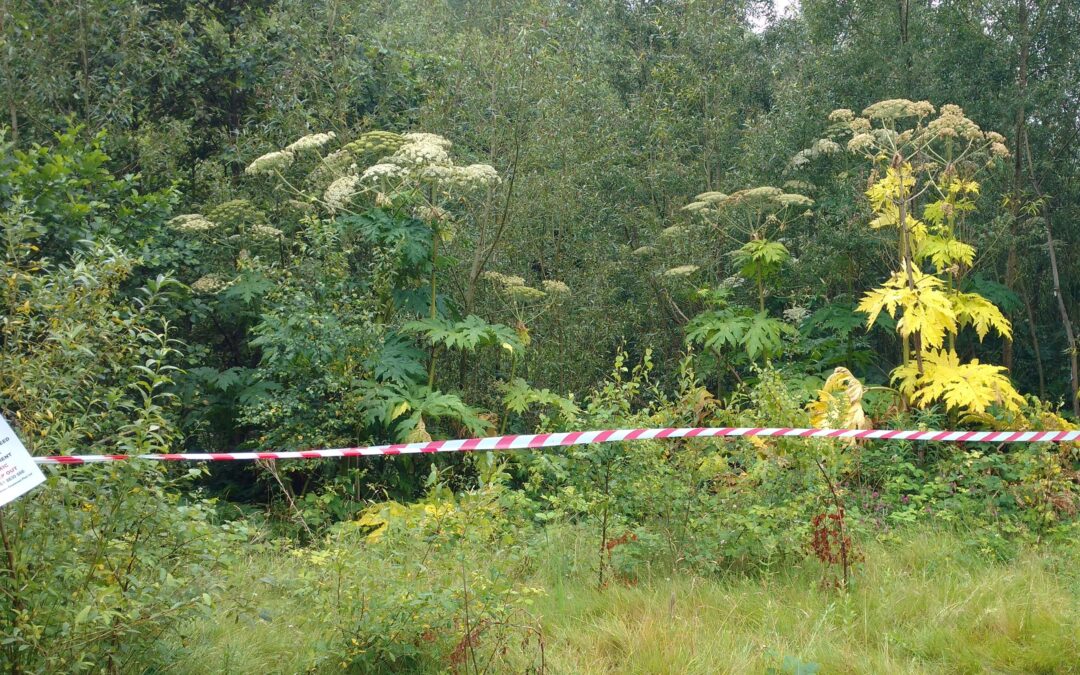 How to Protect Yourself from the Dangers of Giant Hogweed