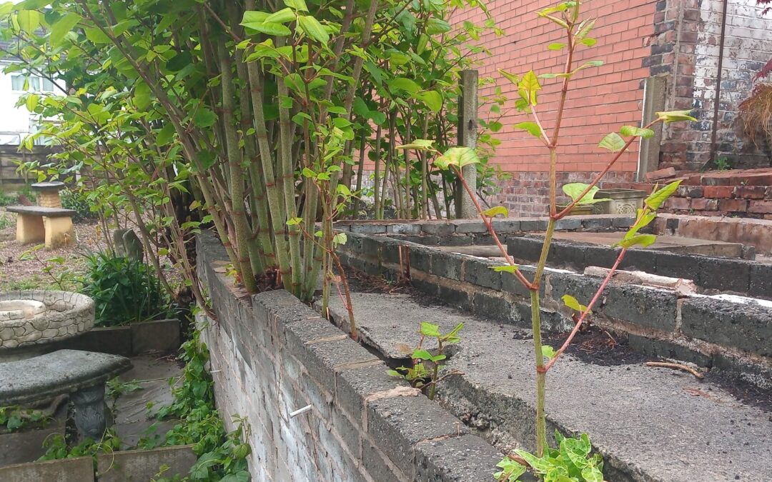 How to Protect Your Landscape Design from Japanese Knotweed Infestation