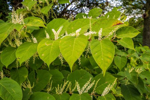 Why is Japanese knotweed such a big problem