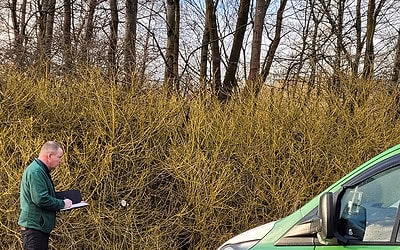 The Role of UK Local Governments in Japanese Knotweed Management and Control