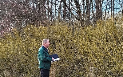 How long can Japanese knotweed live for