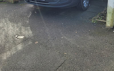 Building On Land with Japanese Knotweed