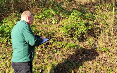 Is Japanese Knotweed Harmful to the Touch
