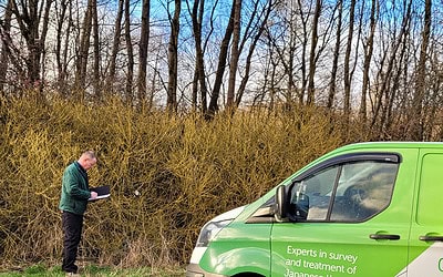 How to Choose the Right Treatment Method for Your Japanese Knotweed Infestation